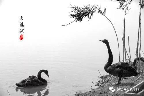 黑天鹅降临特斯拉,11月如何寻找市场机会?