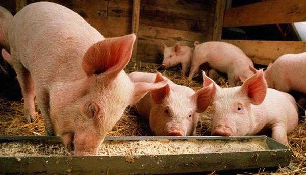 猪场招聘_开发商又要养猪了 万科进军养猪业,招聘猪场总经理 兽医(3)