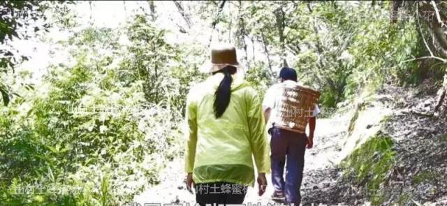 良心记者揭露土蜂蜜市场骗局!亲赴秦岭深山,发