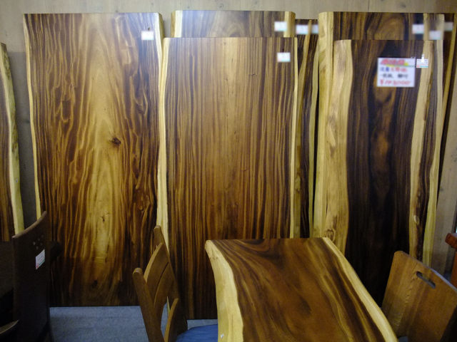 金合欢木的百科知识大全