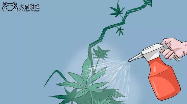 工业大麻概念催生21次涨停！还能继续火吗？