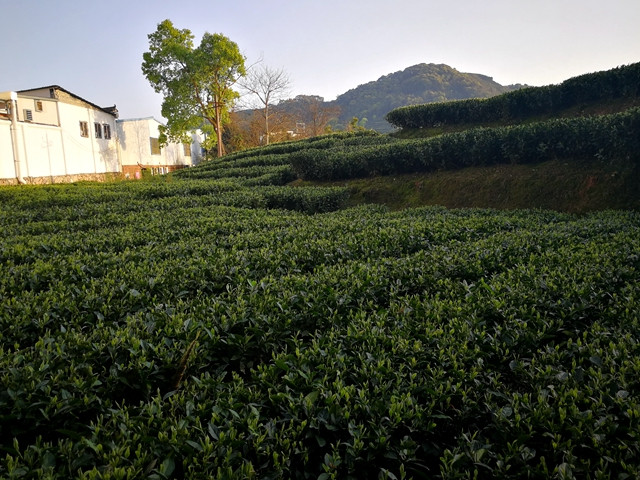 白茶之乡福建福鼎管阳镇举办2019首届敬茶节