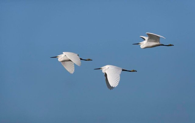 一行白鹭上青天_财富号_东方财富网