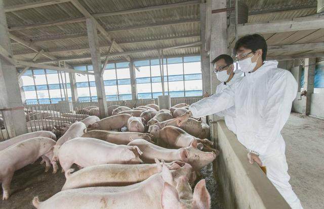 养猪致富的神话河南首富身家破1500亿公司利润一年暴增10倍