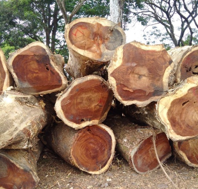 用昂贵金合欢木做家居你了解多少advance家具资讯