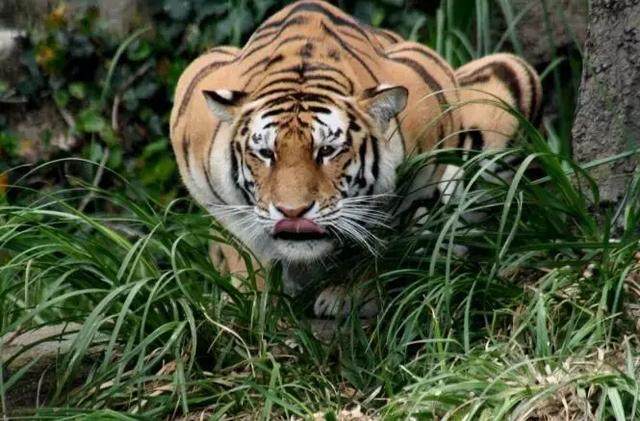 加多宝推高端新金罐欲东山再起消费者能否买单