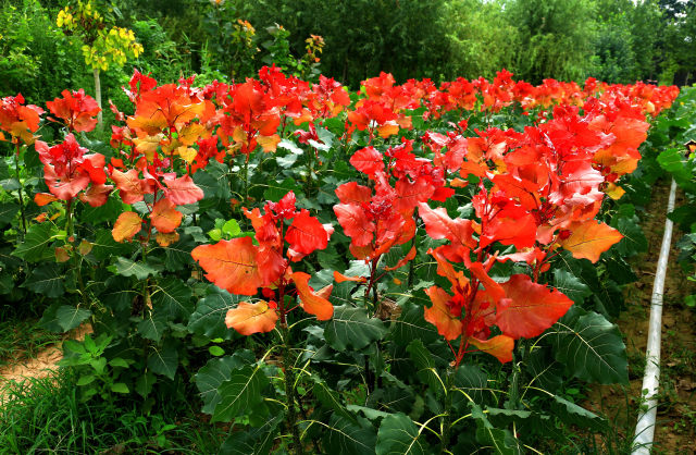 冠红杨当选最优质的速生杨树系列