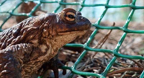 外媒远古青蛙超巨大可吞下恐龙幼崽