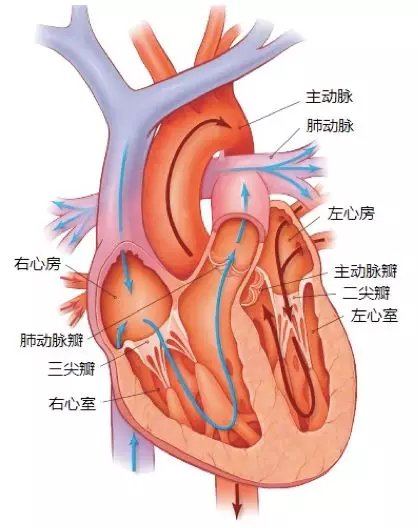 心脏血管图 流向图片