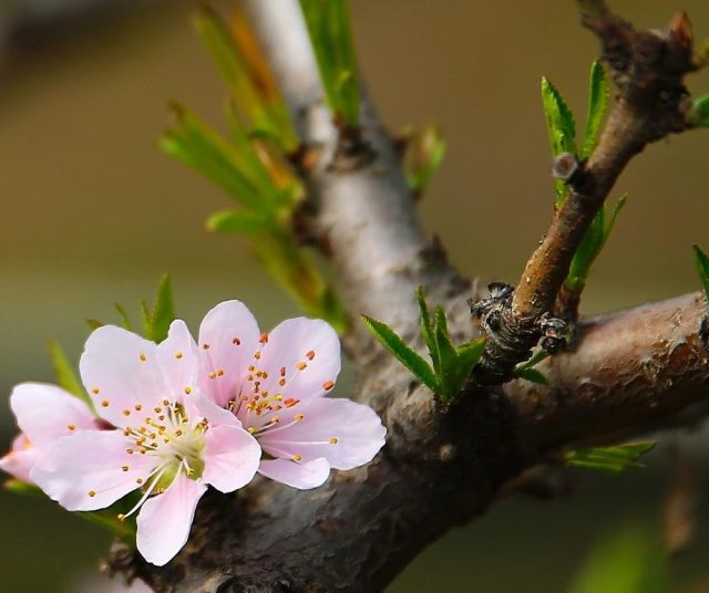 【指数期权报刊】50ETF期权如何通过杠杆购买