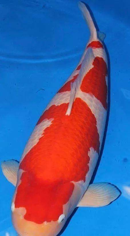 沾喜气赶紧转发这条世界最贵锦鲤身价1266万元