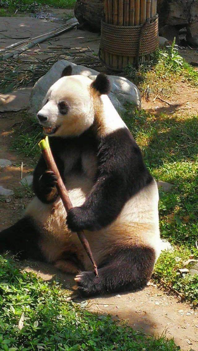 鹏华基金ESG之旅——“竹林熊猫”创新扶贫项目正式启动