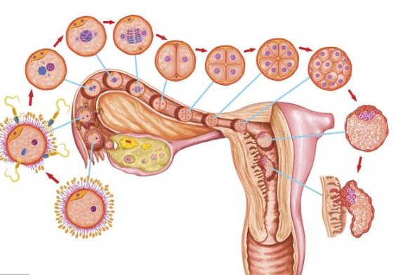 19岁女生丧失生育能力只因每月做这事医生都无奈了