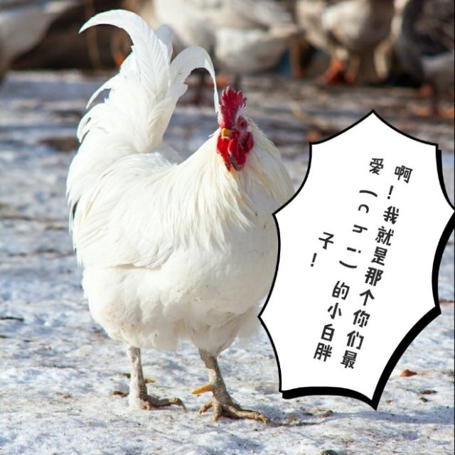 白羽鸡产业你看好哪家企业一图胜千言