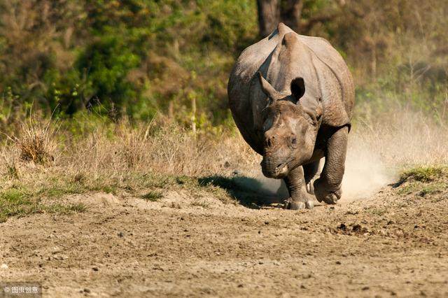当心这是中国经济未来面临的最大灰犀牛