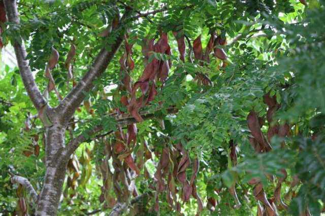 皂角米怎么泡发要泡多久要煮多久可以吃皂角米怎么做