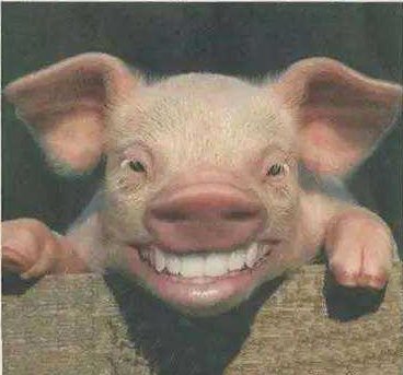 只是,看到这个昵称@骑着乌龟追飞机 ,立马笑出猪叫声!