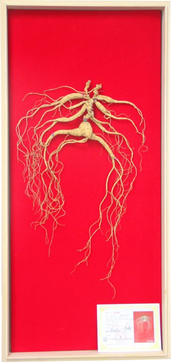 吉林隆泰集团缔造参的传奇中国人参大业正式开启梦想之旅