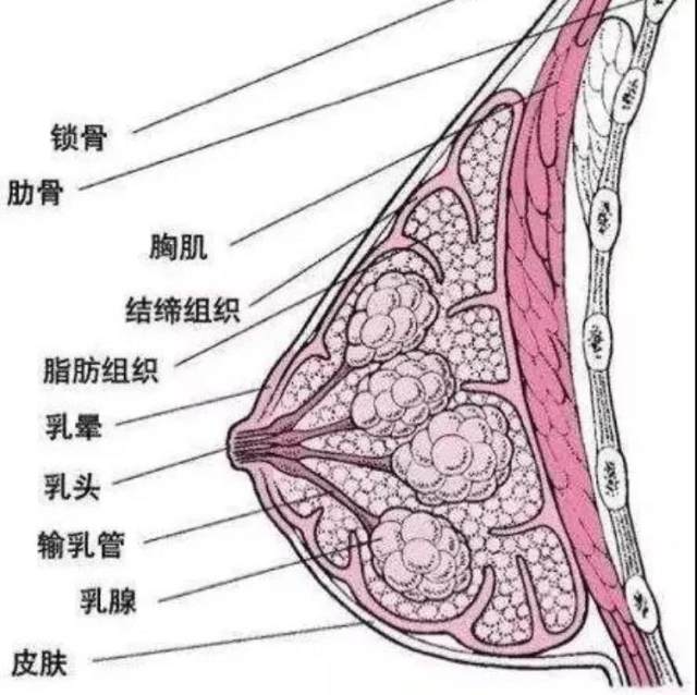 乳腺疾病的核保