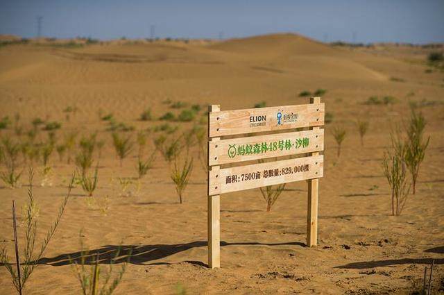 互聯網種樹輸出中國樣本網友螞蟻森林一年種出一個紐約