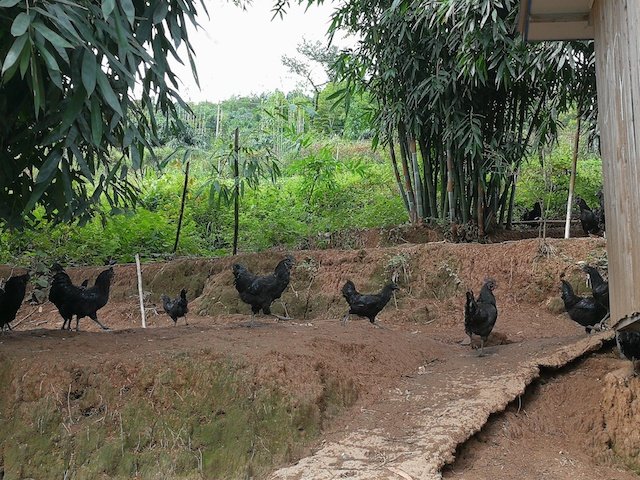9月10日，贵州竹香鸡养殖有限公司宝源回龙养殖基地，几只“乌骨鸡”正在觅食。马维辉 摄2.jpg