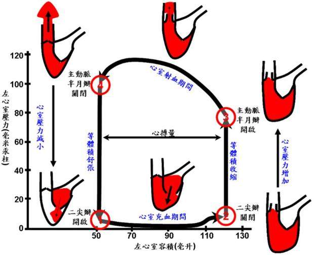 超声心动图十大基本功42舒张功能正常人群的超声特点