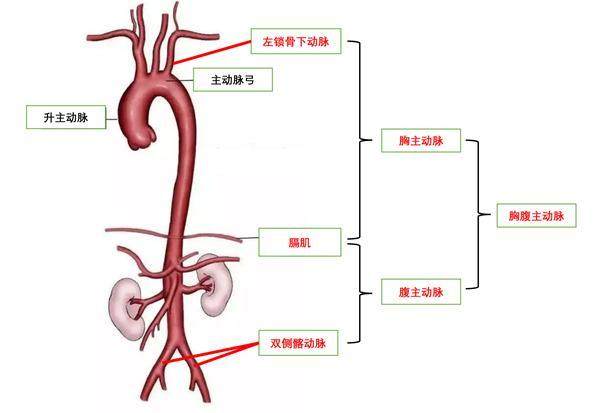 主动脉在哪里图片