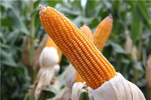 9月26日今日最新玉米价格走势分析：玉米主力下行风险依旧