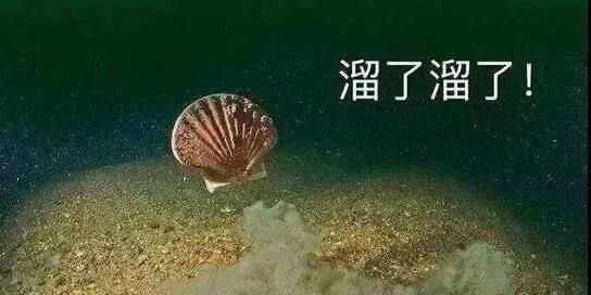 2年 一个半篮球场海域 只产4盘扇贝 现在就连审计所也想跑了 财富号 东方财富网