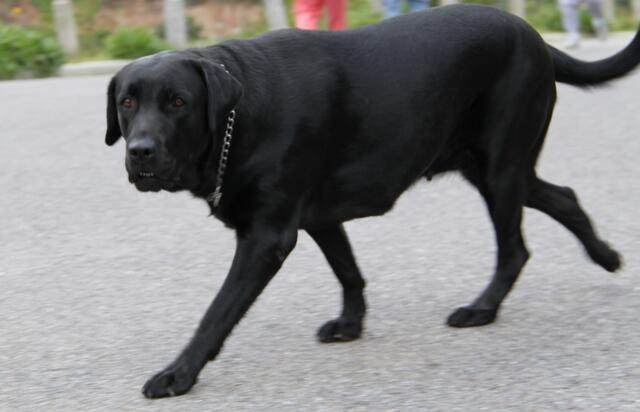 儿媳为发财强拆婆婆房流浪黑狗让她断了腿