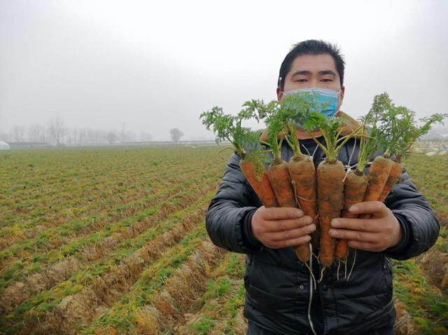 种了200年的萧县胡萝卜，通过阿里院士爱心助农首次